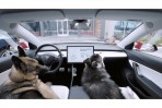 Tesla 推出車用寵物坐墊 搭配獨特寵物模式 提供毛小孩最安心的乘車體驗