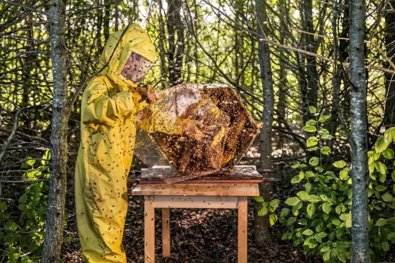 520持續努力嗡嗡嗡！Lamborghini的蜜蜂們忙於支援環境生物監測